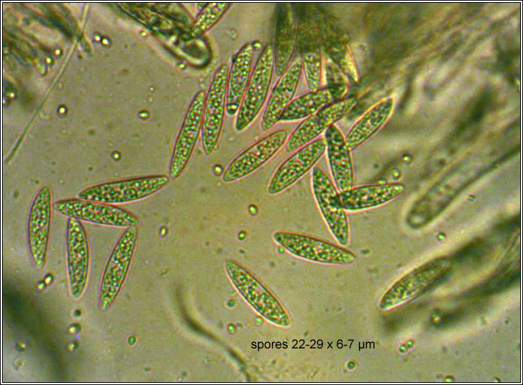 Ascocoryne cylichnium, spores