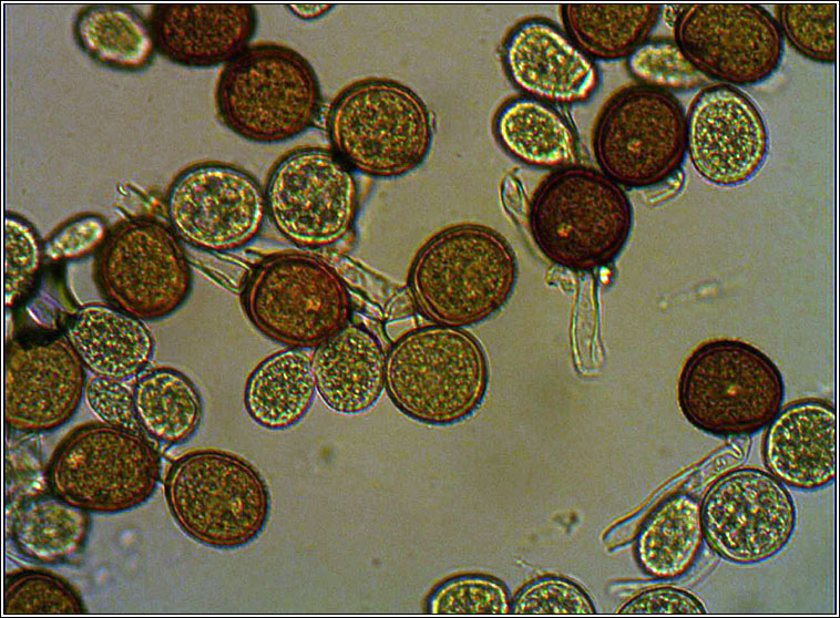 Uromyces geranii