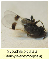 Sycophila biguttata