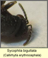 Sycophila biguttata