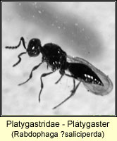 Platygastridae - Platygaster