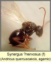 Cynipidae, Synergus ?nervosus