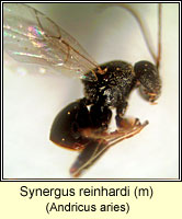 Cynipidae, Synergus reinhardi