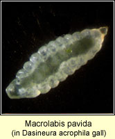 Cecidomyiidae, Macrolabis pavida