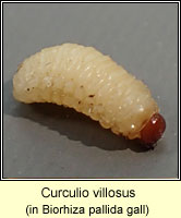 Curculionidae, Curculio villosus