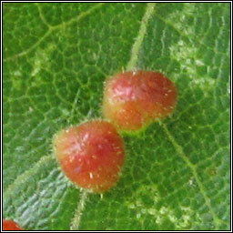 Aceria macrochela