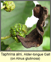 Taphrina alni, Alder-tongue gall