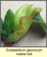 Exobasidium japonicum