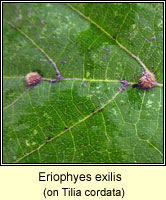 Eriophyes exilis
