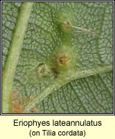 Eriophyes lateannulatus