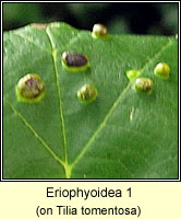 Phytoptus erinotes (Phytoptus tetratrichus Q)