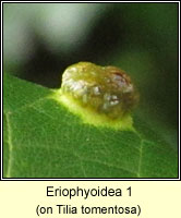Phytoptus erinotes