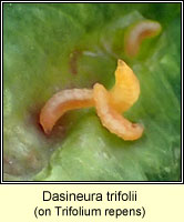 Dasineura trifolii