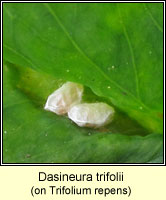 Dasineura trifolii