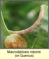 Macrodiplosis roboris