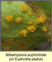 Melampsora euphorbiae