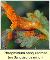 Phragmidium sanguisorbae, Burnet Rust