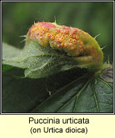 Puccinia urticata