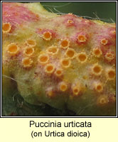 Puccinia urticata
