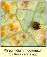 Phragmidium mucronatum