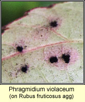 Phragmidium violaceum