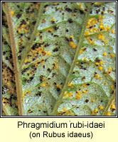 Phragmidium rubi-idaei