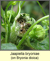 Jaapiella bryoniae