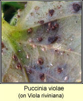Puccinia violae