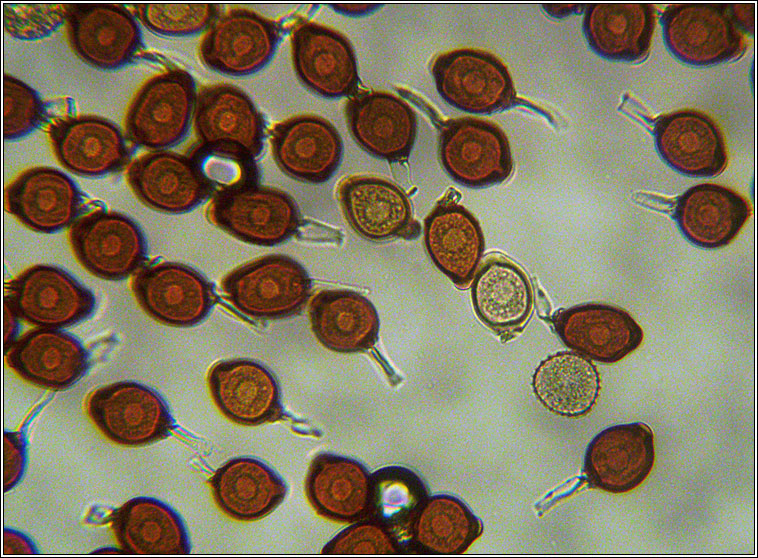 Uromyces appendiculatus (Uromyces phaseoli)