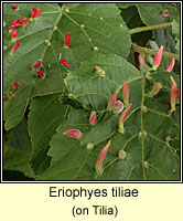 Eriophyes tiliae