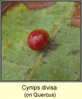 Cynips divisa Pea Gall Wasp