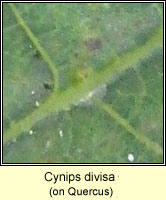 Cynips divisa Pea Gall Wasp