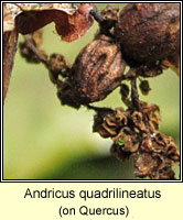 Andricus quadrilineatus