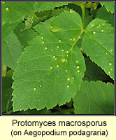 Protomyces macrosporus