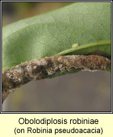 Obolodiplosis robiniae