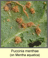 Puccinia menthae