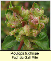 Aculops fuchsiae, Fuchsia Gall Mite