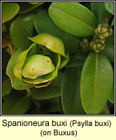 Spanioneura buxi / Psylla buxi, Box Sucker