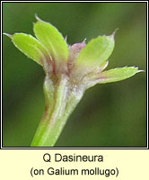 Dasineura galiicola