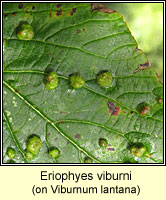 Eriophyes viburni