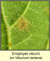 Eriophyes viburni