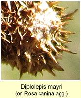 Diplolepis mayri