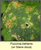 Puccinia behenis