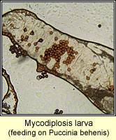 Mycodiplosis larva on Puccinia behenis