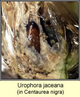 Urophora jaceana