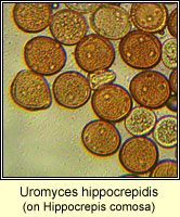 Uromyces hippocrepidis