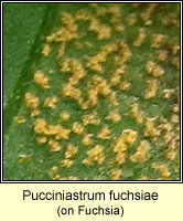 Pucciniastrum fuchsiae