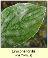 Erysiphe tortilis