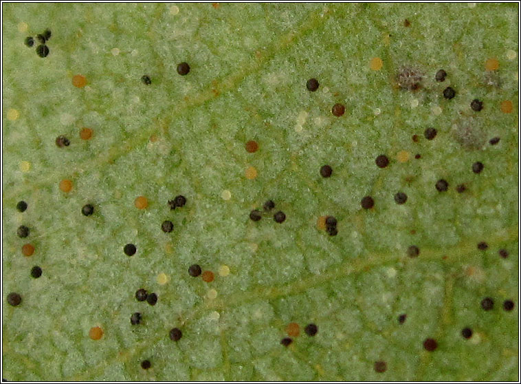 Phyllactinia betulae