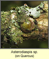 Asterodiaspis sp